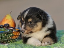puppies
