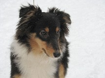 puppies