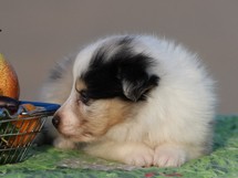 puppies