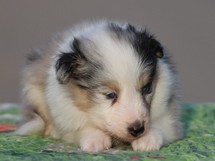 puppies