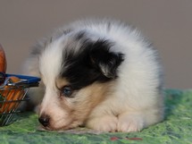 puppies
