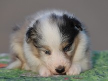 puppies