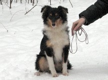 puppies
