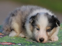 puppies