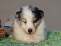 puppies