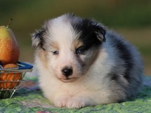 puppies