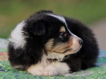 puppies