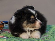 puppies