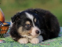 puppies