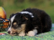puppies