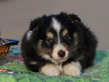 puppies