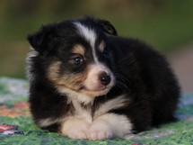 puppies