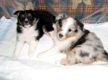 puppies