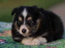 puppies