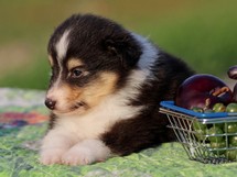 puppies