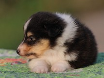 puppies