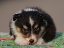 puppies