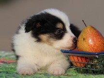 puppies