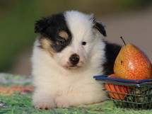puppies