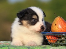 puppies