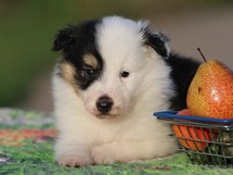 puppies