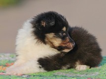 puppies