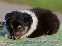 puppies