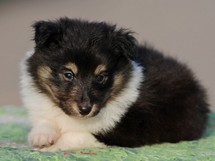 puppies