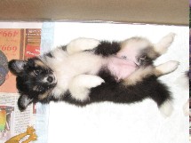 puppies