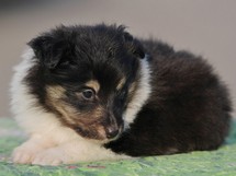 puppies