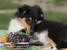 puppies