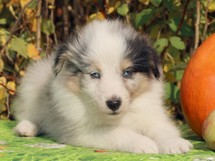 puppies