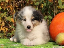 puppies