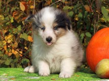 puppies