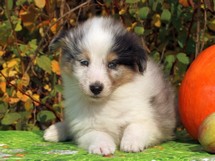 puppies