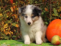 puppies