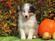 puppies