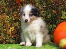 puppies