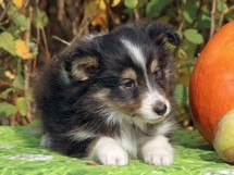 puppies