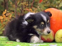 puppies