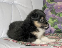 puppies