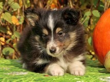 puppies