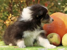 puppies