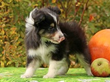 puppies