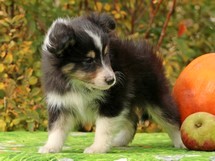 puppies