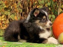 puppies