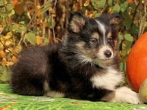 puppies