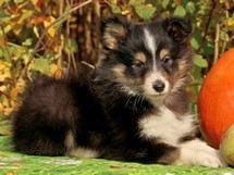 puppies