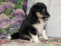 puppies