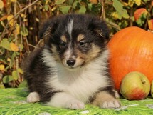 puppies